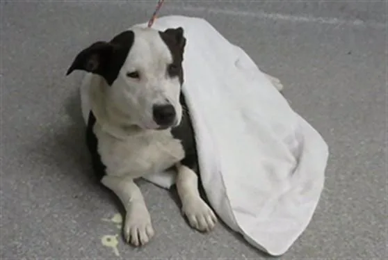 A young medium-sized female Pit Bull Terrier dog named A for adoption in Pasadena, TX