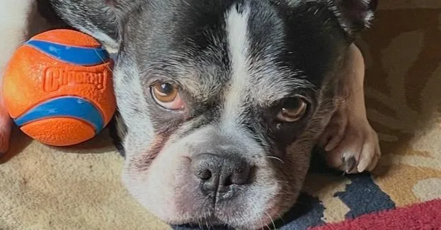 Lucky Louie   thumbnail 5