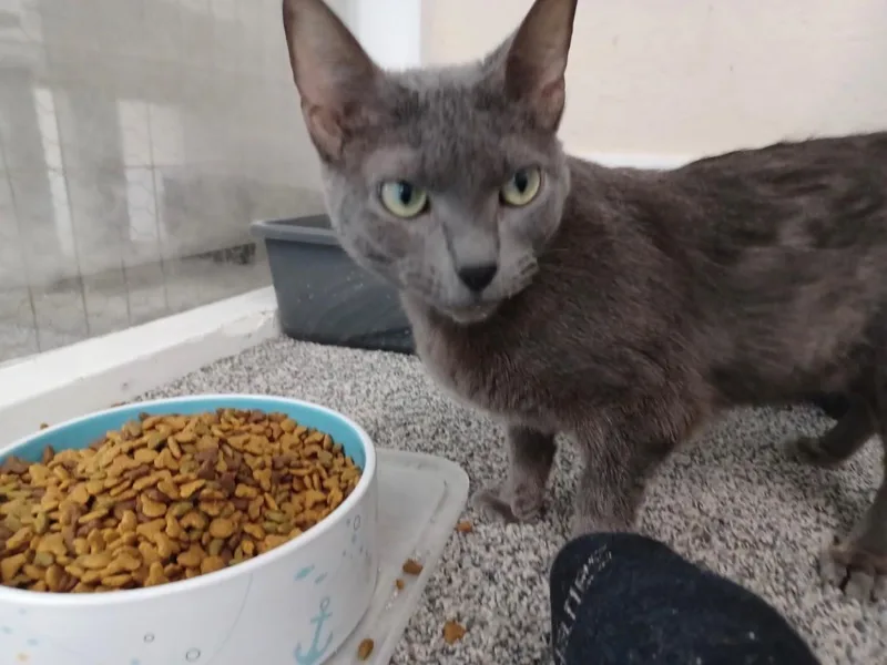 An adult medium-sized female Gray / Blue / Silver Domestic Short Hair cat named Artemis for adoption in Walworth, WI