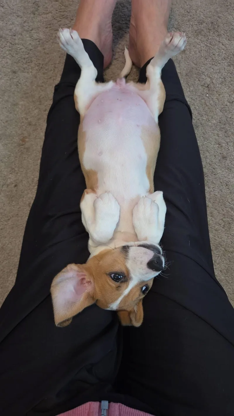 A baby small-sized female Basset Hound dog named Luna for adoption in Byron, IL