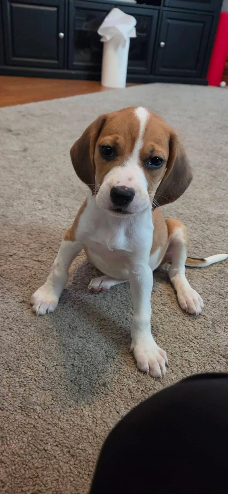 Luna thumbnail 2