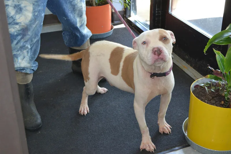 An adult medium-sized male Yellow / Tan / Blond / Fawn Pit Bull Terrier dog named Nevels "wabbit" for adoption in Jackson, LA