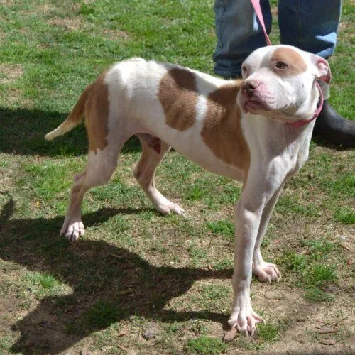 Nevels "wabbit" thumbnail 2