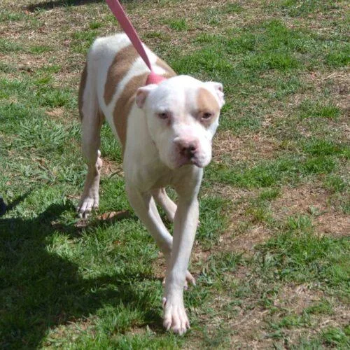 Nevels "wabbit" thumbnail 3