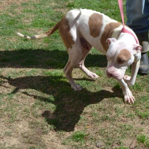 Nevels "wabbit" thumbnail 4