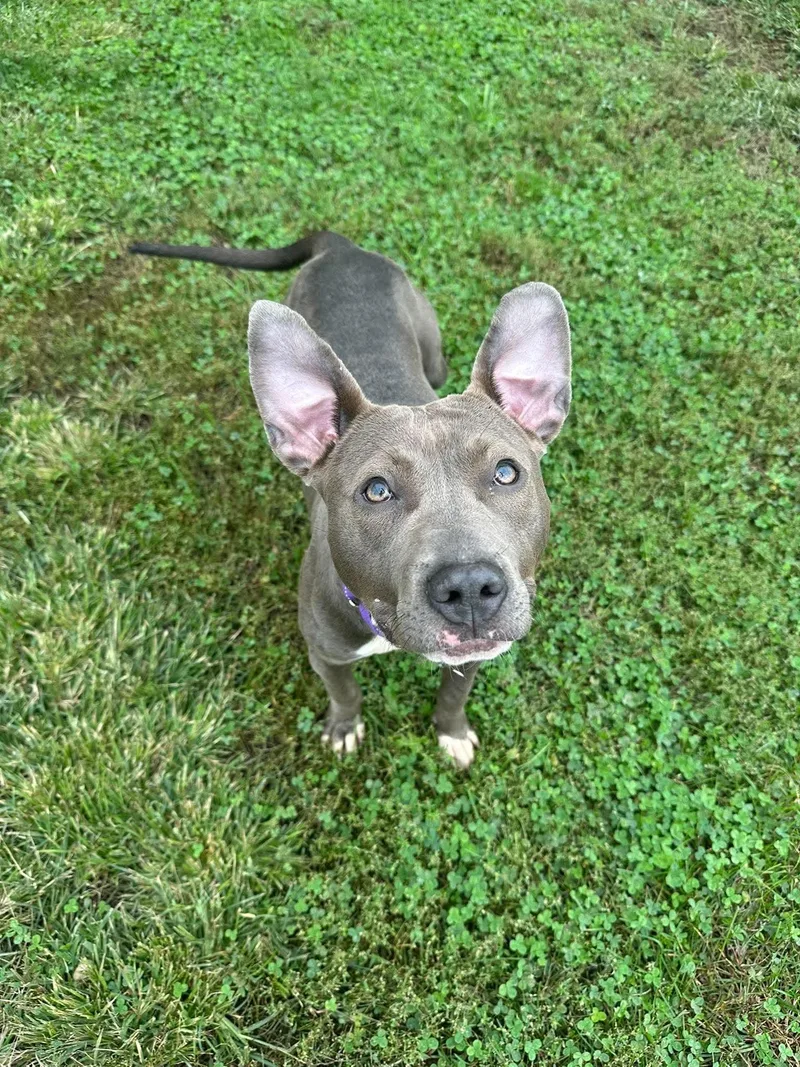 An adult medium-sized female Pit Bull Terrier dog named Jambalaya for adoption in Valparaiso, IN