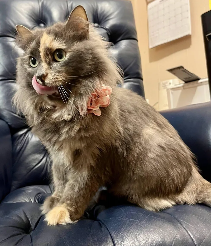 A young medium-sized male Tortoiseshell Dilute Tortoiseshell cat named Buttercup for adoption in Leavenworth, KS