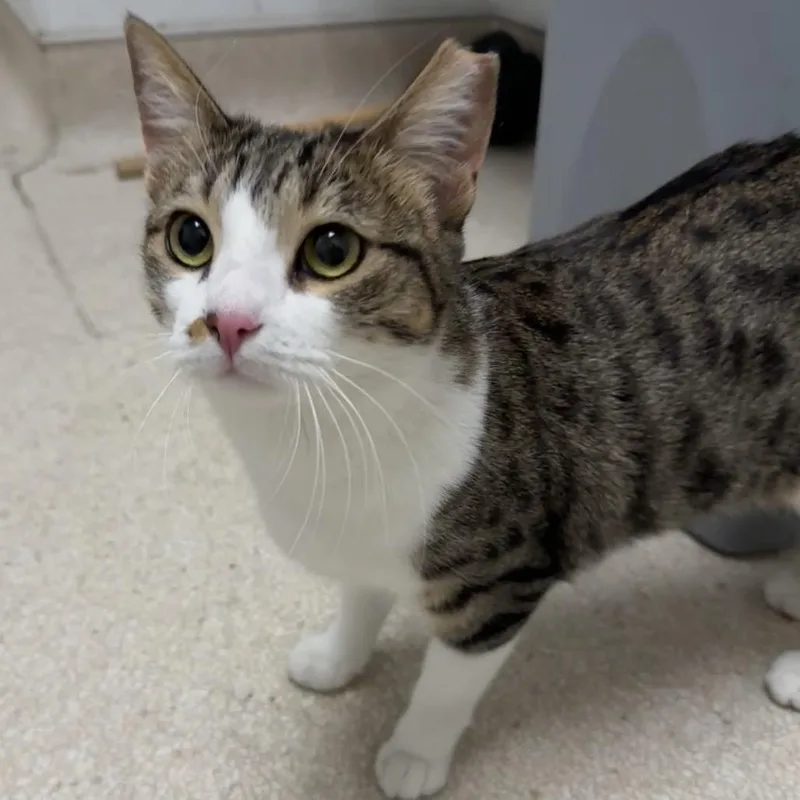 An adult small-sized female Tortoiseshell Domestic Short Hair cat named Maggie Kidd for adoption in Las Vegas, NV