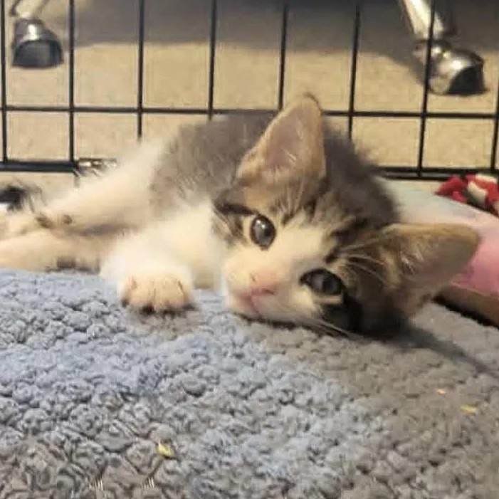Buster  The B thumbnail 4
