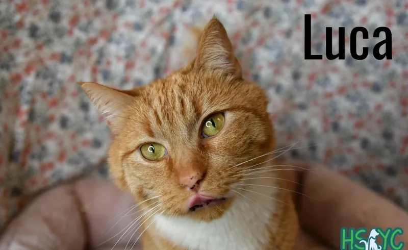 An adult medium-sized male Domestic Short Hair cat named Luca for adoption in Fort Mill, SC