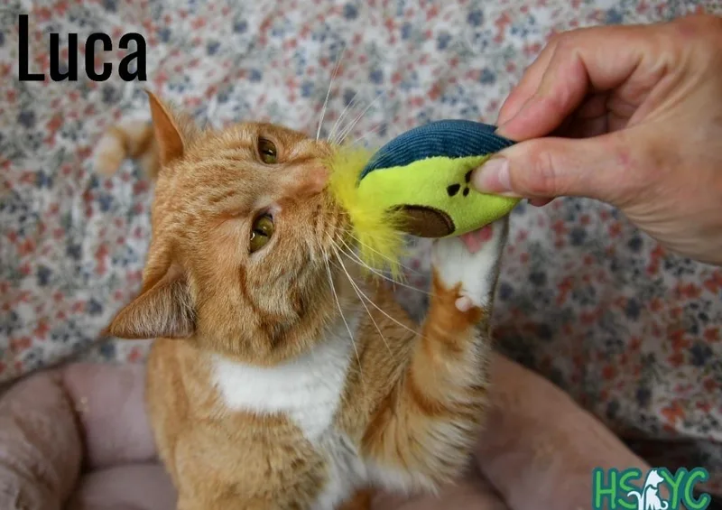 Luca thumbnail 2
