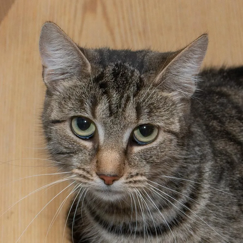 A young medium-sized female Domestic Short Hair cat named Lady for adoption in Troy, OH