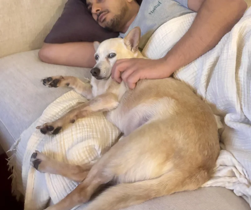 An adult small-sized male Yellow / Tan / Blond / Fawn Chihuahua dog named Zondo for adoption in Brooklyn, NY