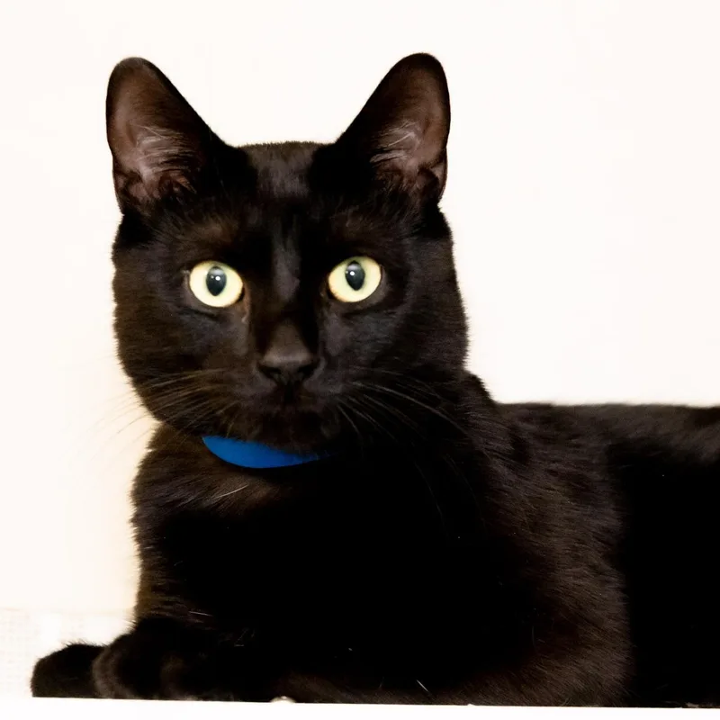 An adult medium-sized male Black Domestic Short Hair cat named Klaus for adoption in Victor, NY