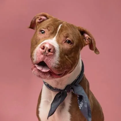 An adult large-sized male Pit Bull Terrier dog named Macon for adoption in Atlanta, GA