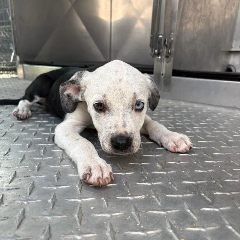 A baby small-sized female Black Mixed Breed dog named Hiromu for adoption in Bryan, TX