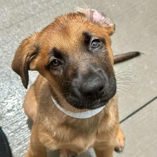A baby small-sized female Sable Mixed Breed dog named Orbit for adoption in Matteson, IL