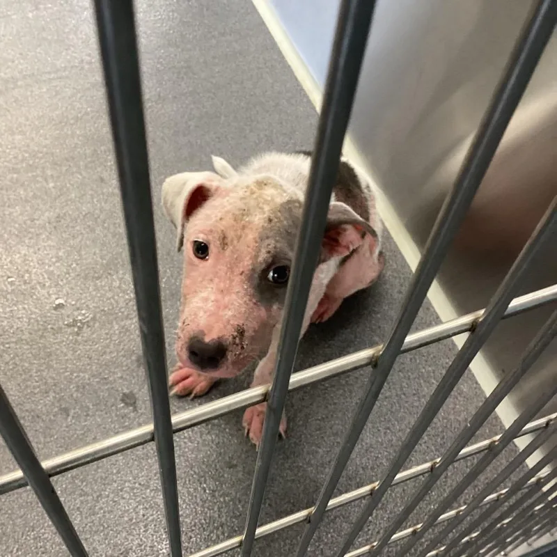 A young small-sized female White / Cream Pit Bull Terrier dog named Bailey for adoption in Montgomery, AL