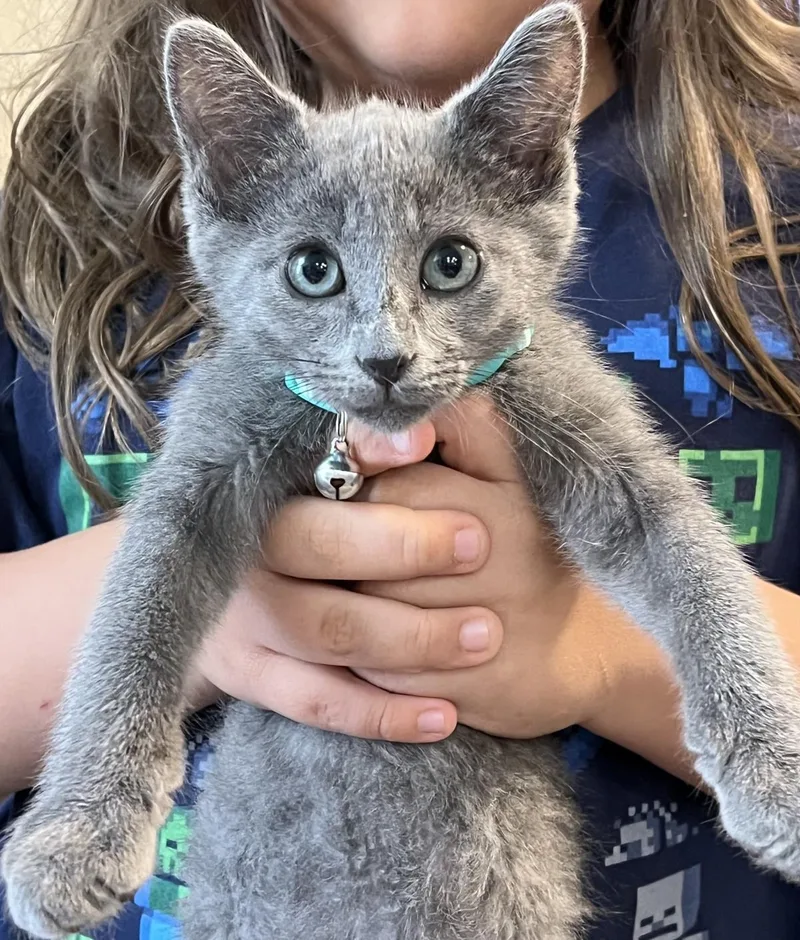 A baby medium-sized male Gray / Blue / Silver Russian Blue cat named Gandalf Of The Shire for adoption in Chandler, AZ