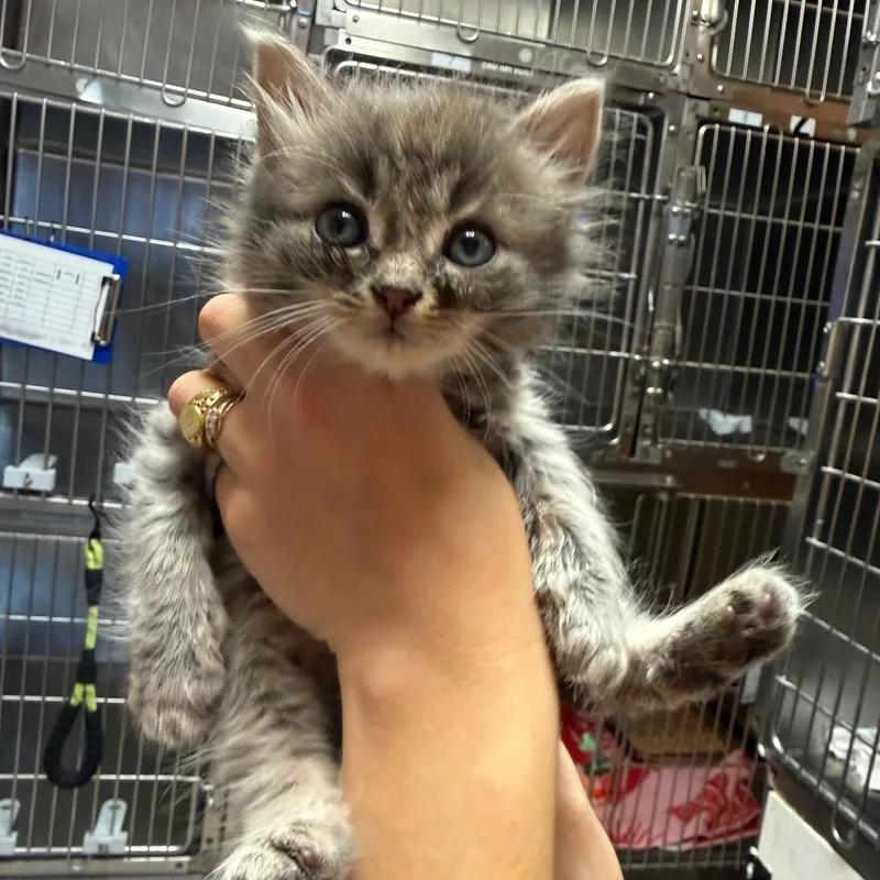 A baby small-sized male Gray / Blue / Silver Domestic Short Hair cat named Pluto for adoption in Hamilton, GA