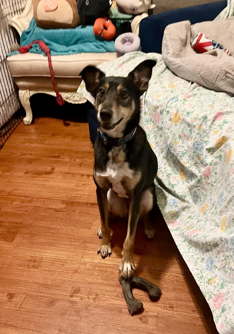 A young medium-sized male German Shepherd Dog dog named Mouse for adoption in New Orleans, LA