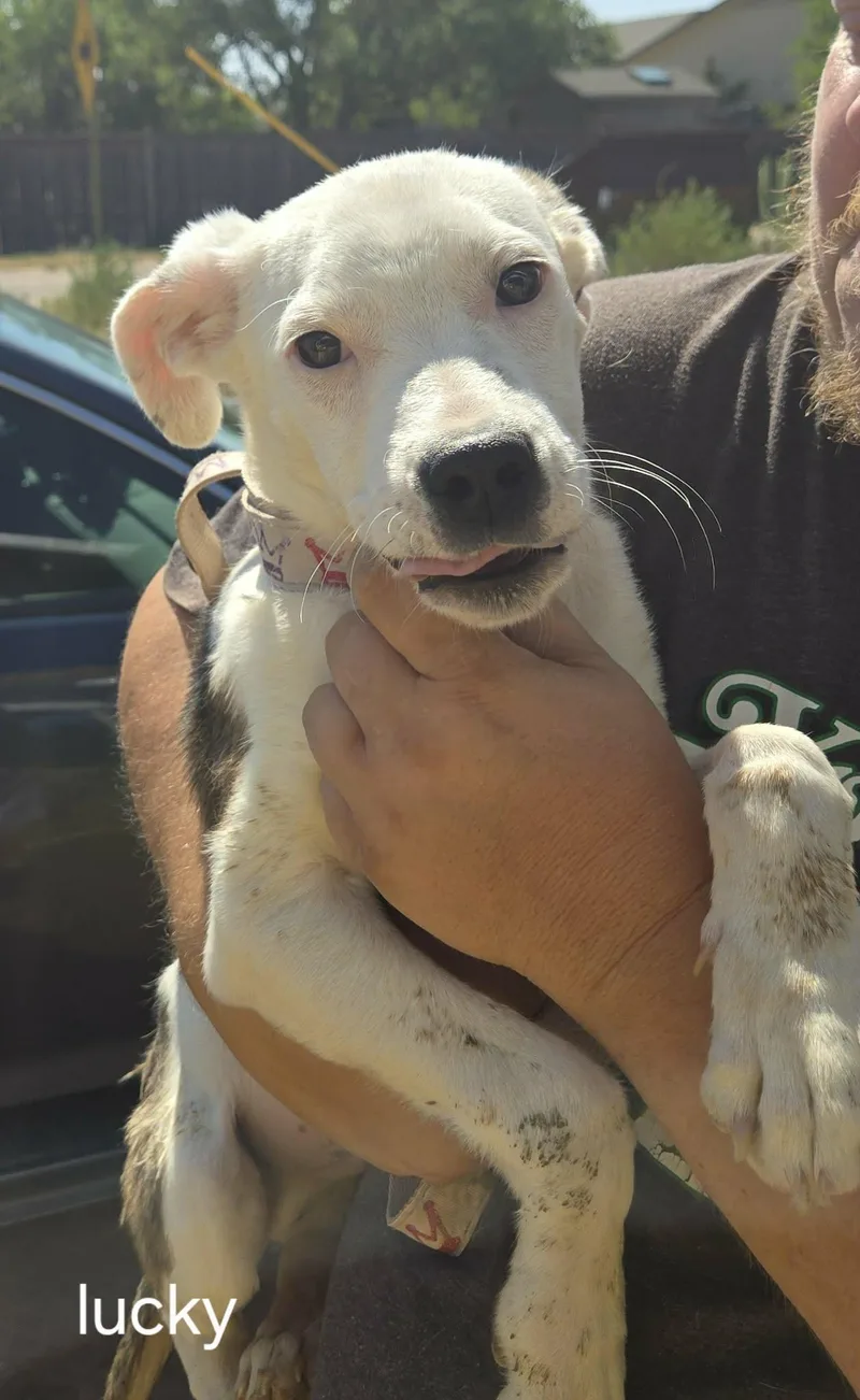 A young medium-sized male Mixed Breed dog named LolLucky for adoption in Billings, MT