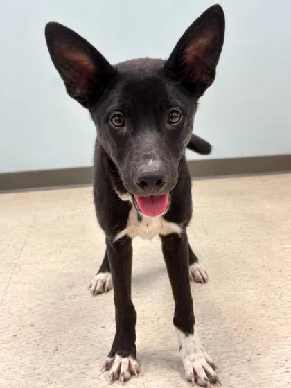 A young medium-sized male Mixed Breed dog named Creek for adoption in Gulfport, MS