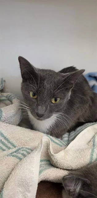 A young small-sized female Domestic Short Hair cat named Sadie for adoption in Indianapolis, IN