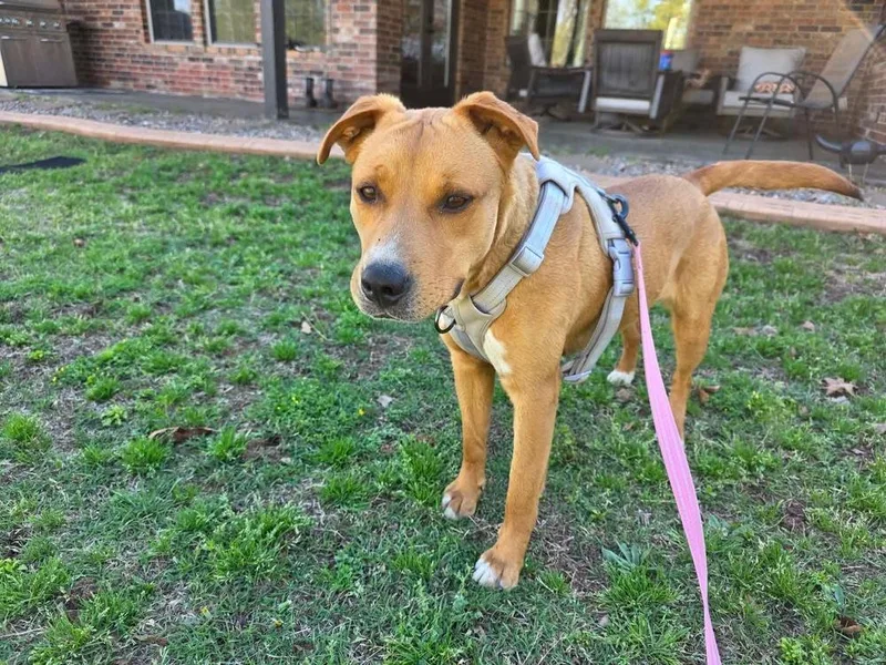 A young medium-sized female Brown / Chocolate Pit Bull Terrier dog named Olga for adoption in Shawnee, OK