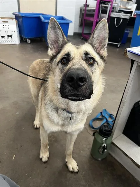 Max