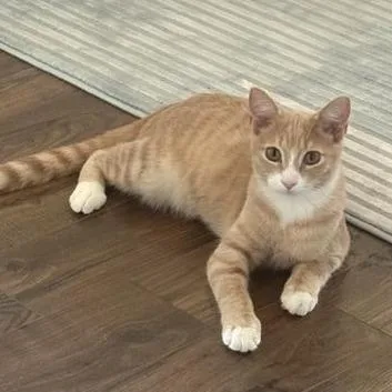 A baby medium-sized male Domestic Short Hair cat named Boq for adoption in Saint Louis, MO