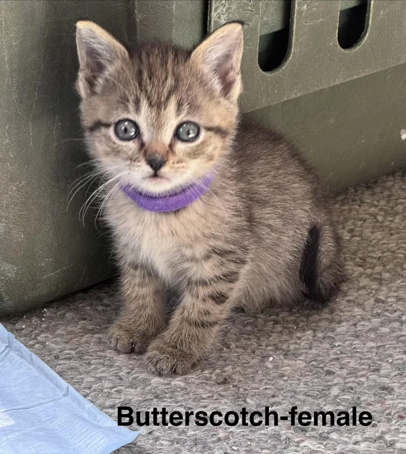 Butterscotch thumbnail 2