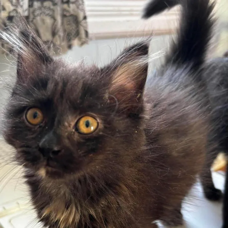 A baby small-sized female Black Domestic Long Hair cat named Chewie for adoption in Winchester, VA