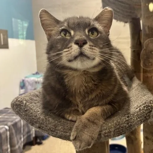 Fiyero