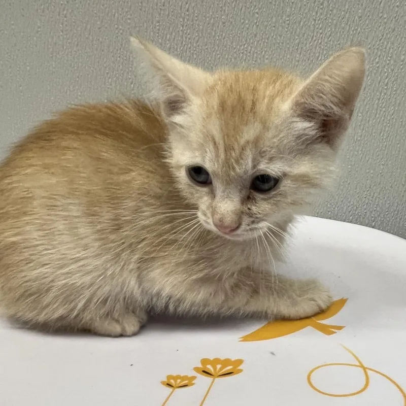 A baby small-sized male Orange / Red Domestic Short Hair cat named Dixon for adoption in Tampa, FL
