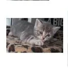 A baby small-sized female Calico British Shorthair cat named Mira for adoption in West Palm Beach, FL