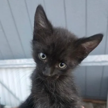 A baby small-sized male Black Domestic Short Hair cat named Hersey for adoption in Taos, NM