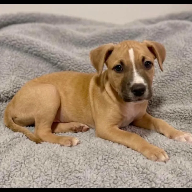 A baby medium-sized female Yellow / Tan / Blond / Fawn Pit Bull Terrier dog named Dolly Parton for adoption in Joliet, IL
