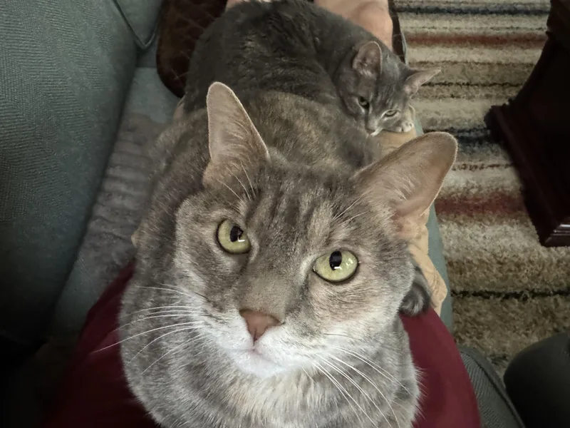 An adult large-sized female Domestic Short Hair cat named Halley and Lyra for adoption in Farmington, MN