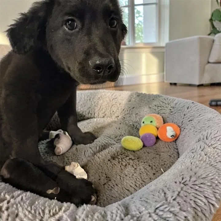 A baby large-sized male Black Labrador Retriever dog named Bernie for adoption in Woodbury, NJ
