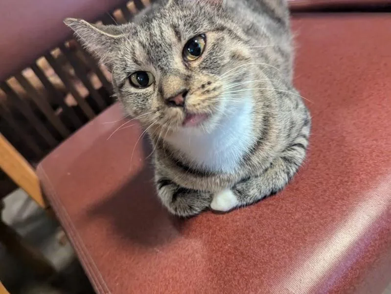 A young medium-sized female Domestic Short Hair cat named Ayeleah for adoption in Rice Lake, WI