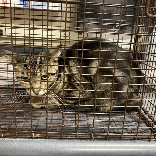 A young medium-sized female Domestic Short Hair cat named A for adoption in Modesto, CA
