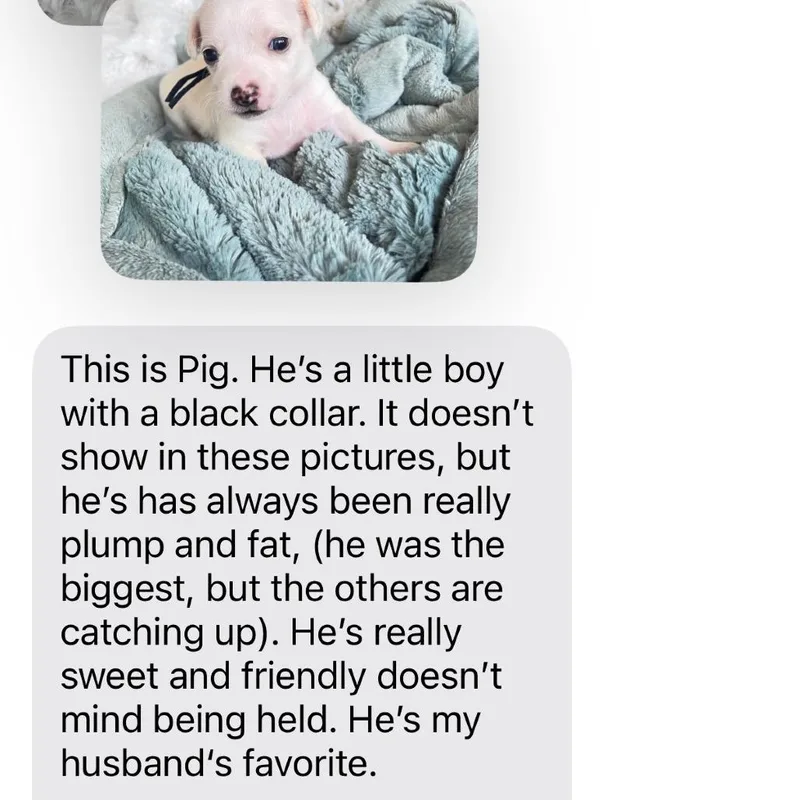 A baby small-sized male White / Cream Chihuahua dog named Pig_ for adoption in San Diego, CA