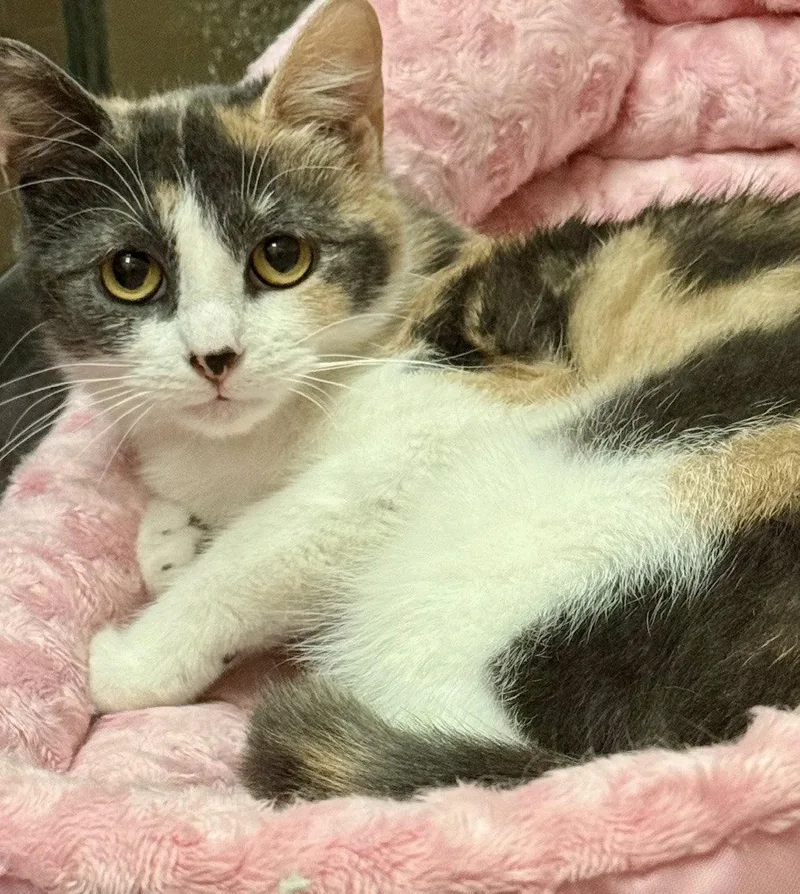 A young medium-sized male Domestic Short Hair cat named Creampuff for adoption in Flushing, NY