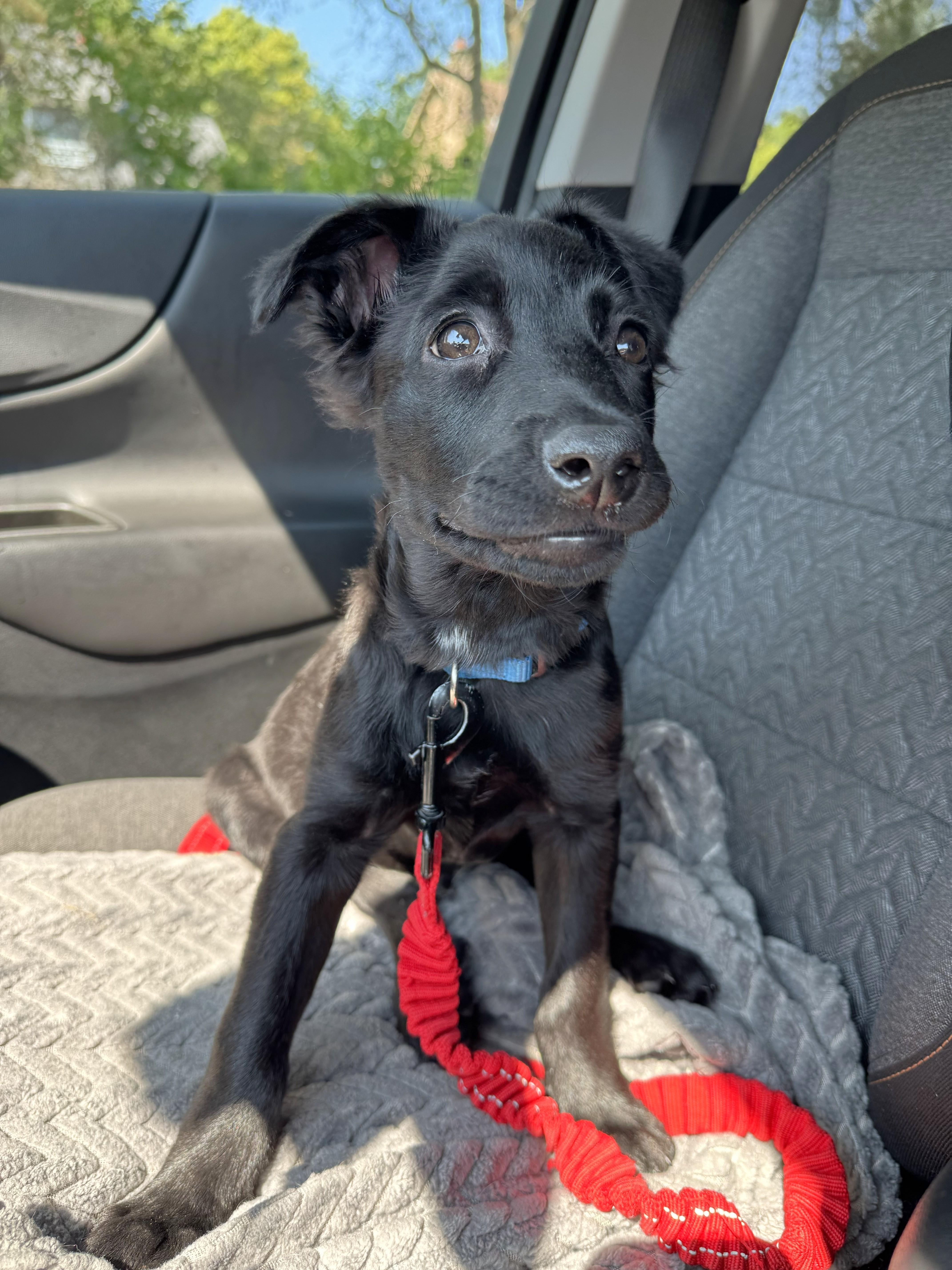 A baby medium-sized male Black Mixed Breed dog named Oliver for adoption in Schaumburg, IL