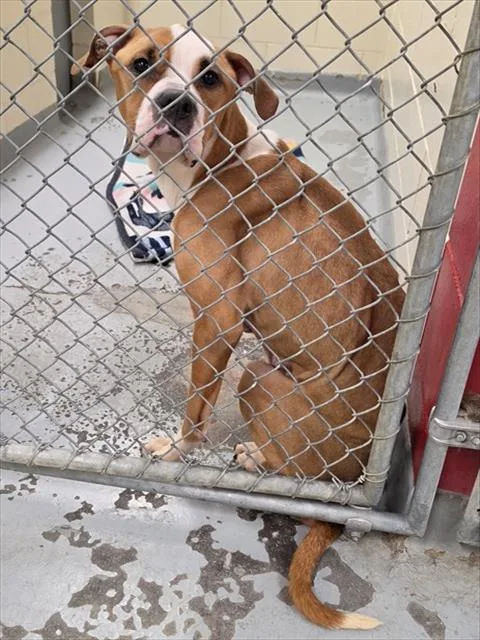 An adult medium-sized female Boxer dog named Pumpkin for adoption in Anchorage, AK