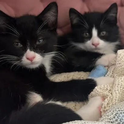 A baby medium-sized male Domestic Short Hair cat named AJ & Steve for adoption in Medfield, MA