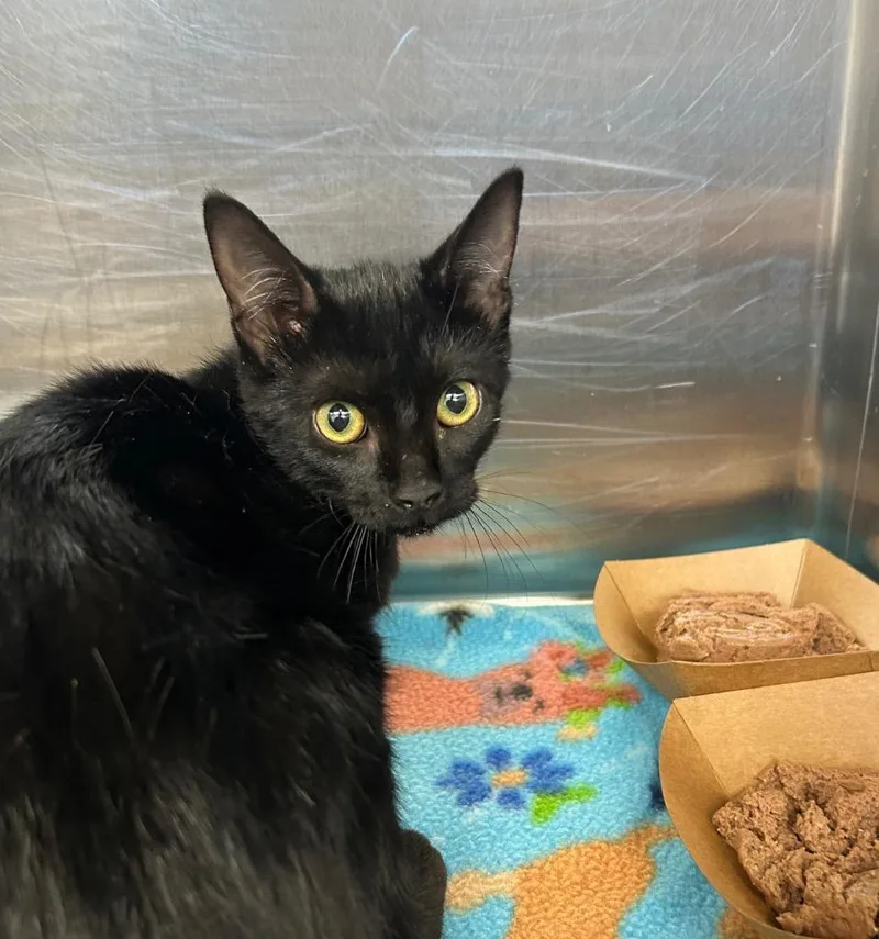 A baby medium-sized female Domestic Short Hair cat named Salem for adoption in Hartsville, SC
