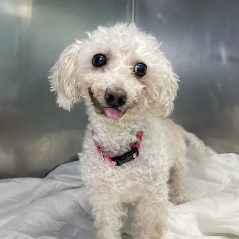 A senior small-sized female White / Cream Poodle dog named McKenzie for adoption in Philadelphia, PA