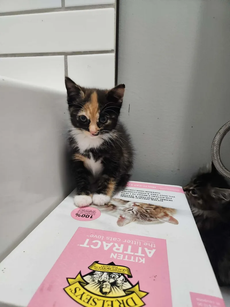 A baby medium-sized male Domestic Long Hair cat named Too Many Babies No for adoption in Charlotte, NC